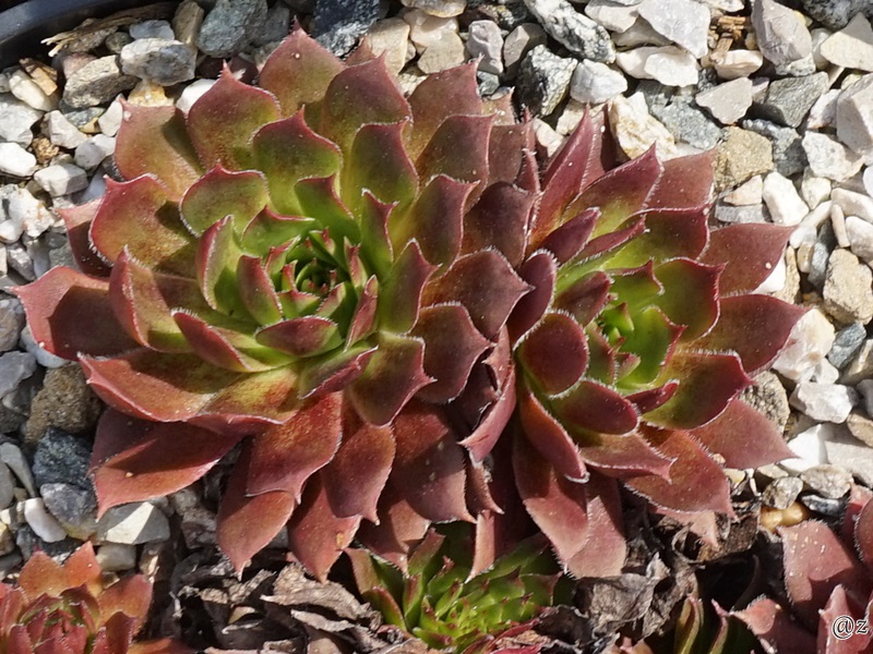 Feueropal