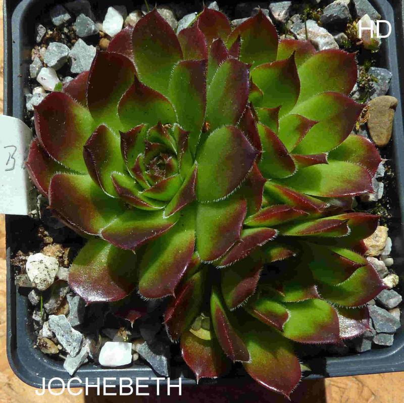 Jochebeth / Jovi