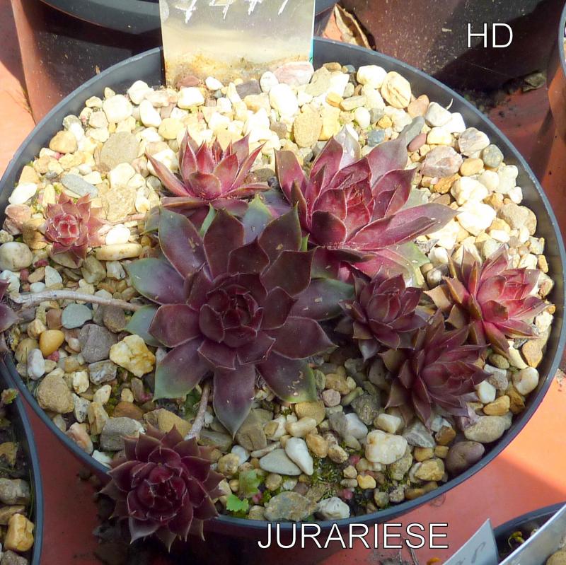 Jurariese