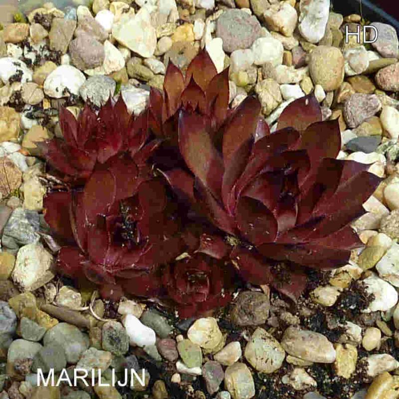 Marilijn