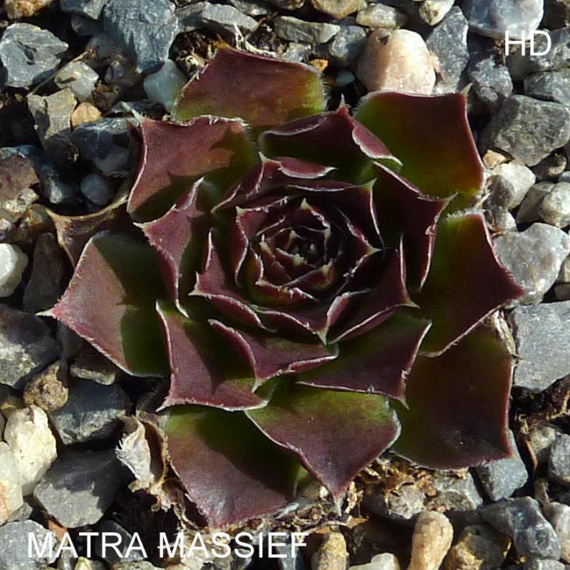 Matra Massief / Jovi