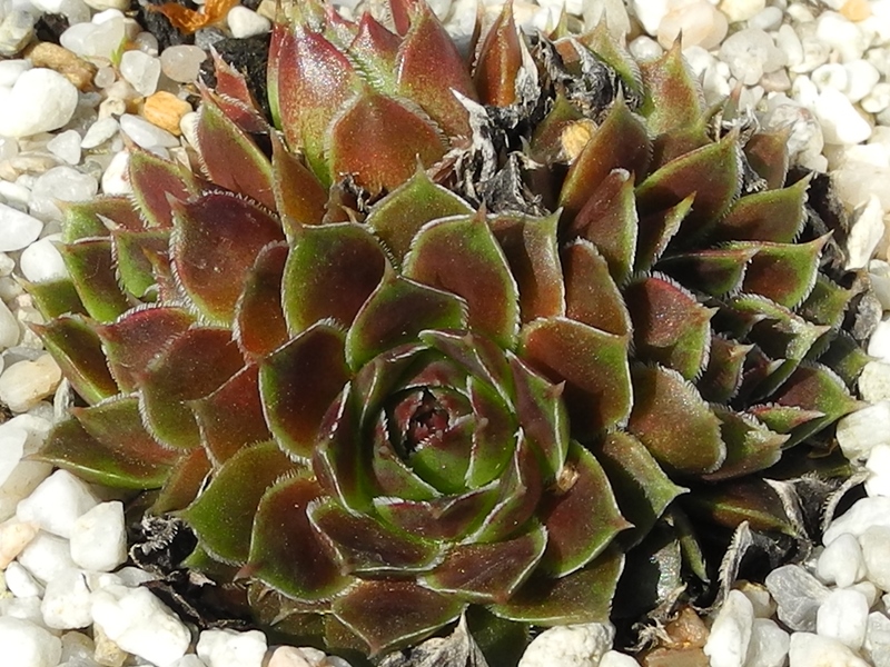 Mausolus / Jovi