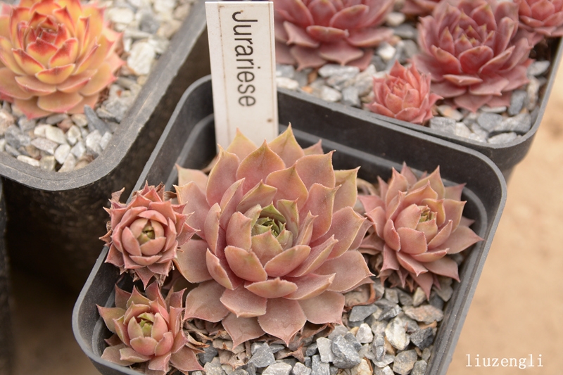 Jurariese