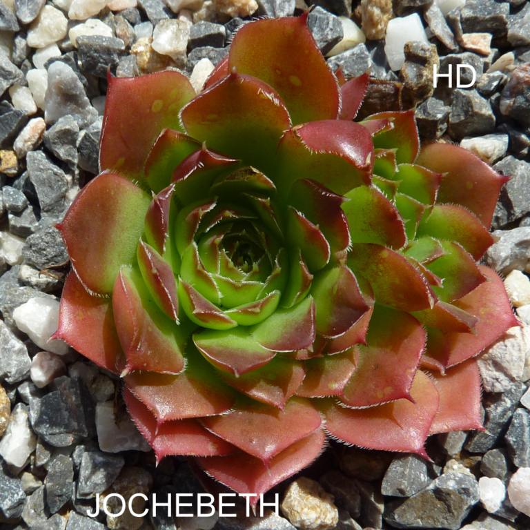 Jochebeth / Jovi