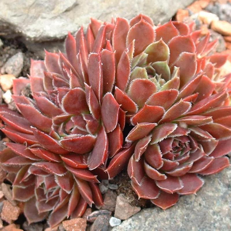 Mausolus / Jovi