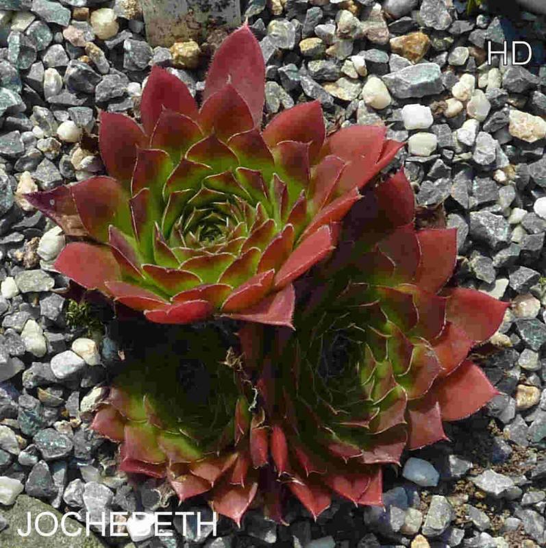 Jochebeth / Jovi
