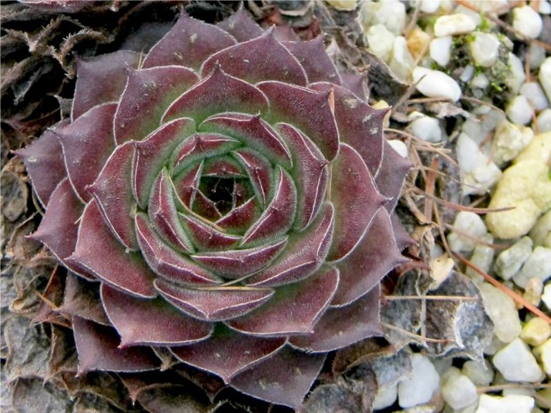Zarella