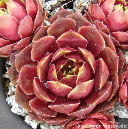Corona