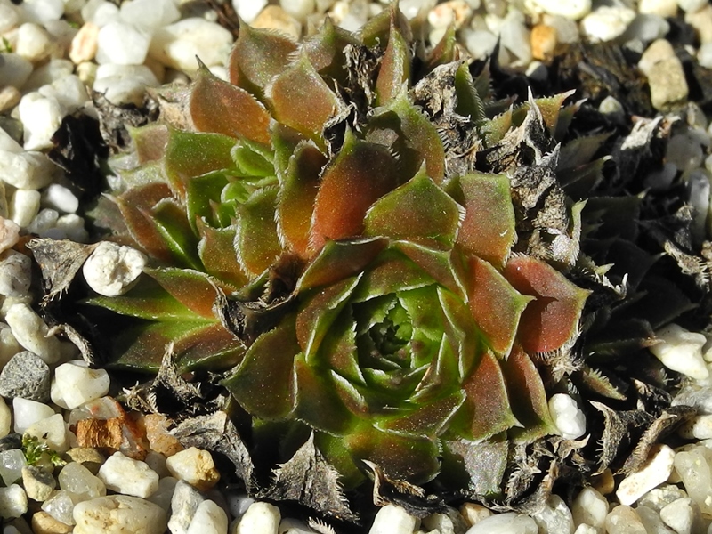 Mausolus / Jovi
