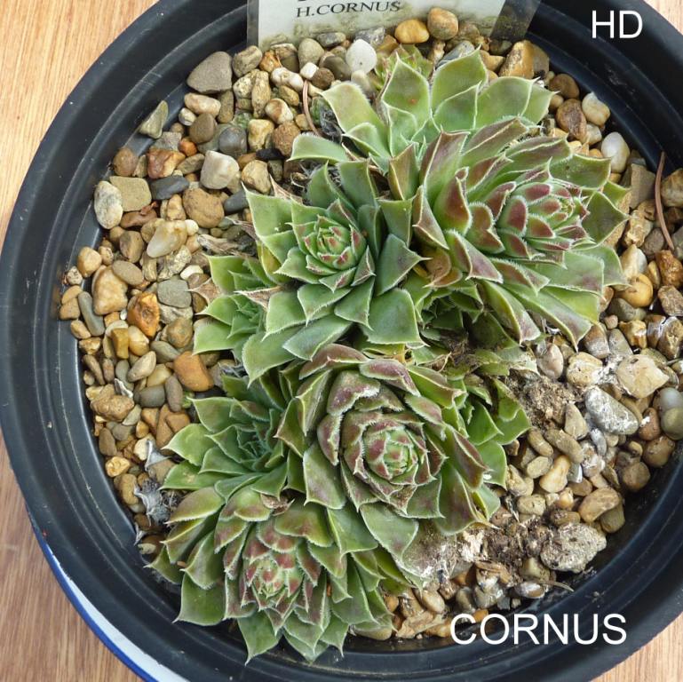 Cornus / Jovi