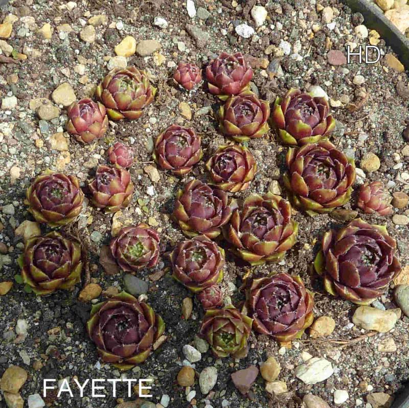 Fayette