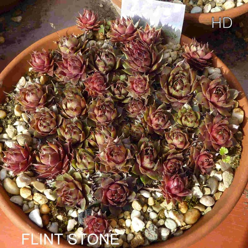 Flint Stone
