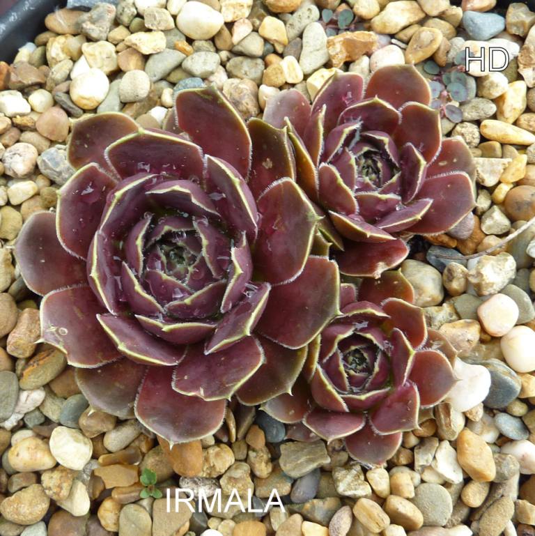 Irmala / Jovi