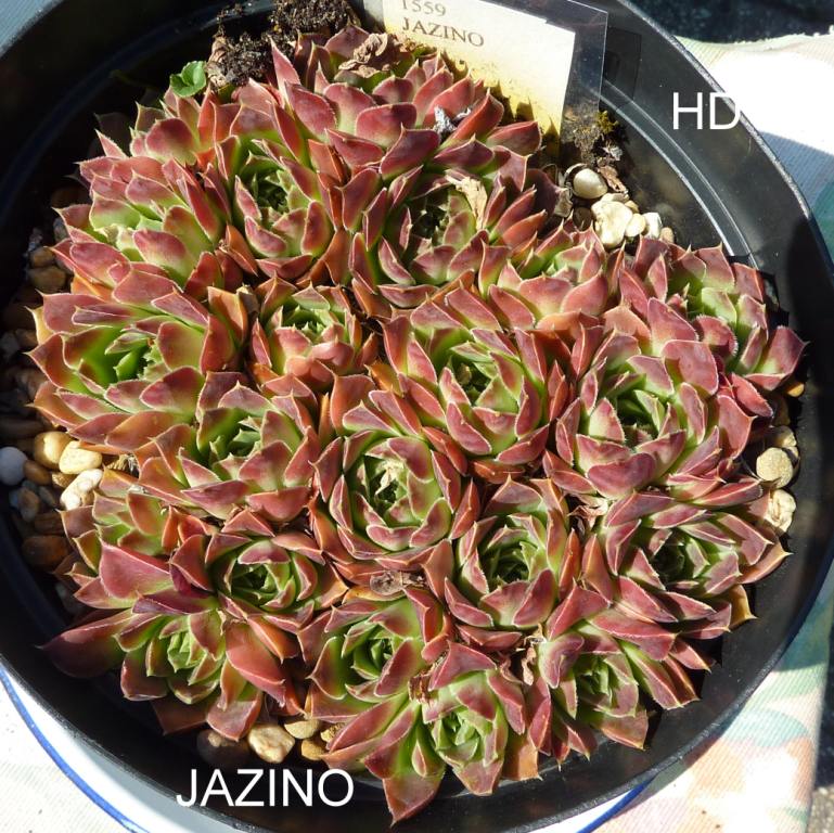 Jazino / Jovi