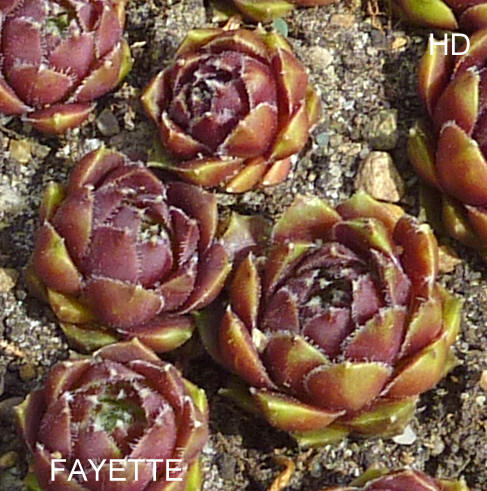 Fayette