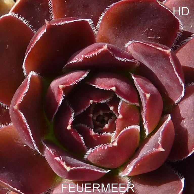 Feuermeer / Jovi