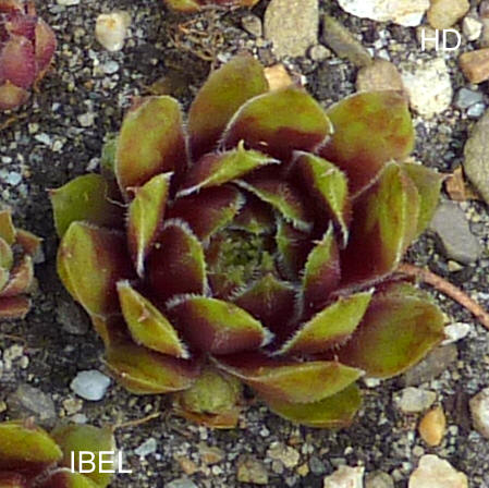 Ibel