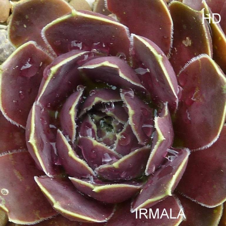 Irmala / Jovi