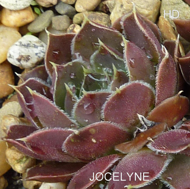 Jocelyne / Jovi