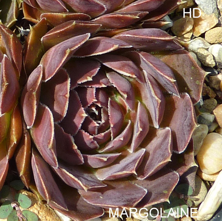 Margolaine / Jovi