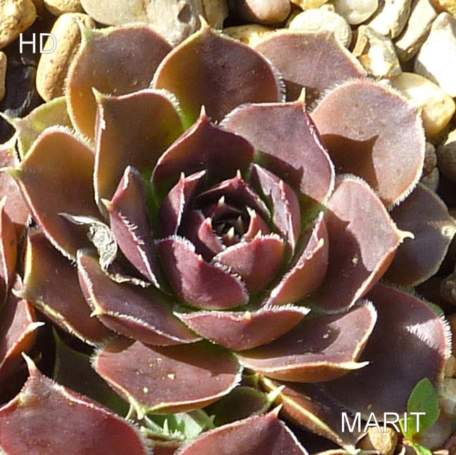 Marit / Jovi