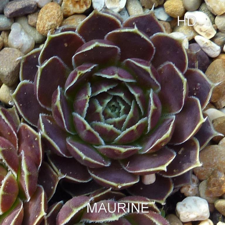 Maurine / Jovi