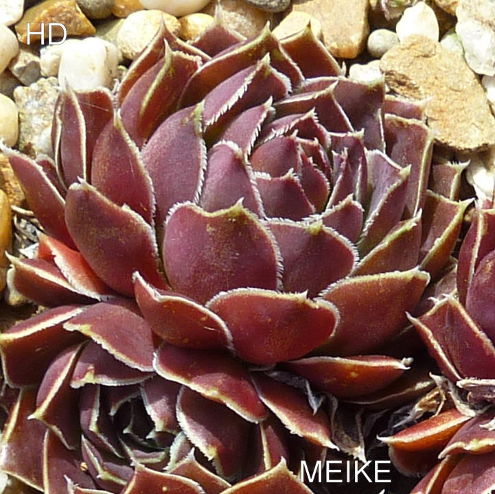 Meike / Jovi
