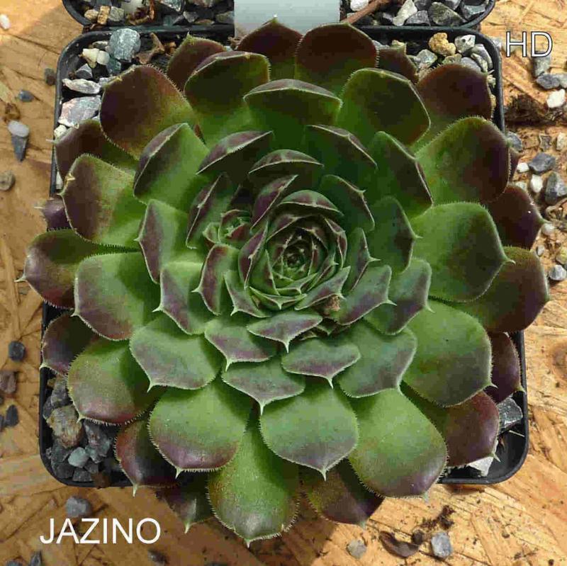 Jazino / Jovi