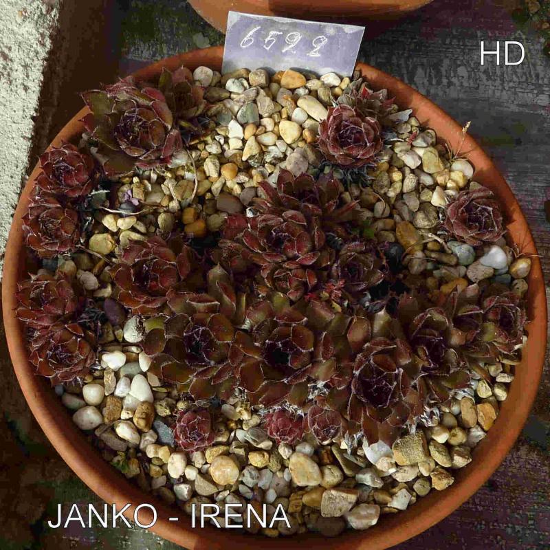 Janko & Irenka