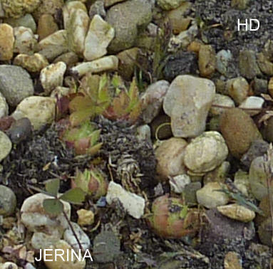 Jerina
