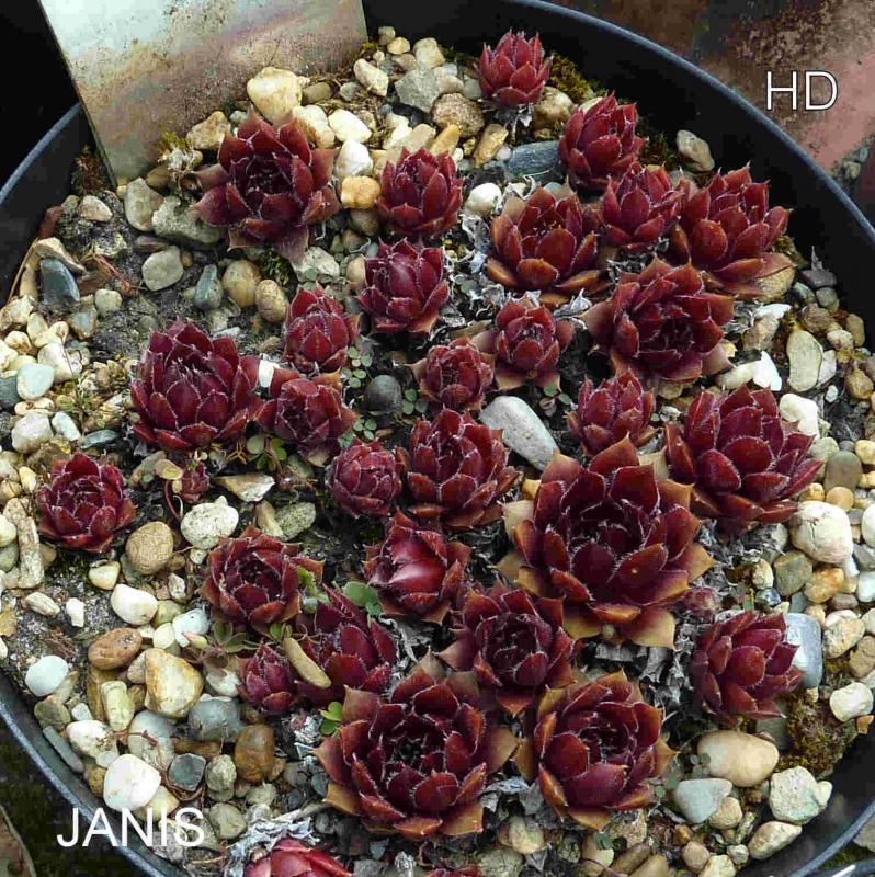 Janis