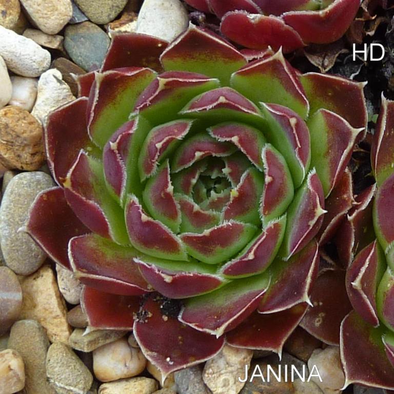 Janina / Jovi