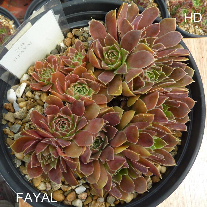 Fayal / Jovi