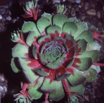 Jupiter