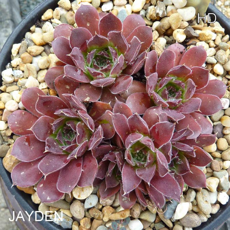 Jayden / Jovi