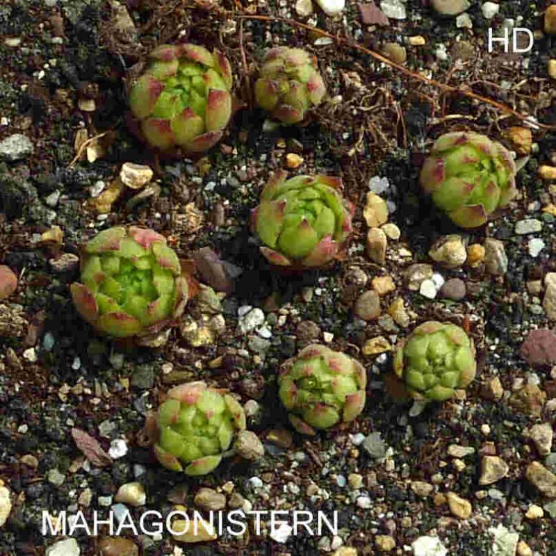 Mahagonistern