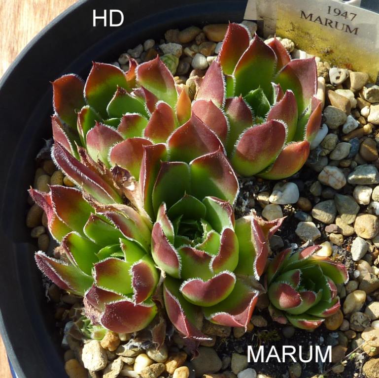 Marum / Jovi
