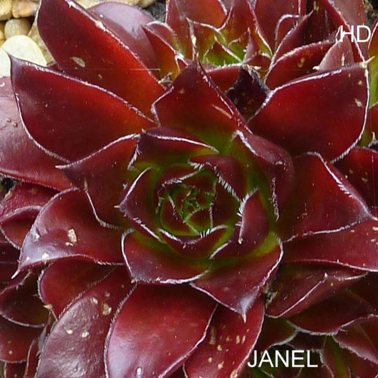Janel / Jovi