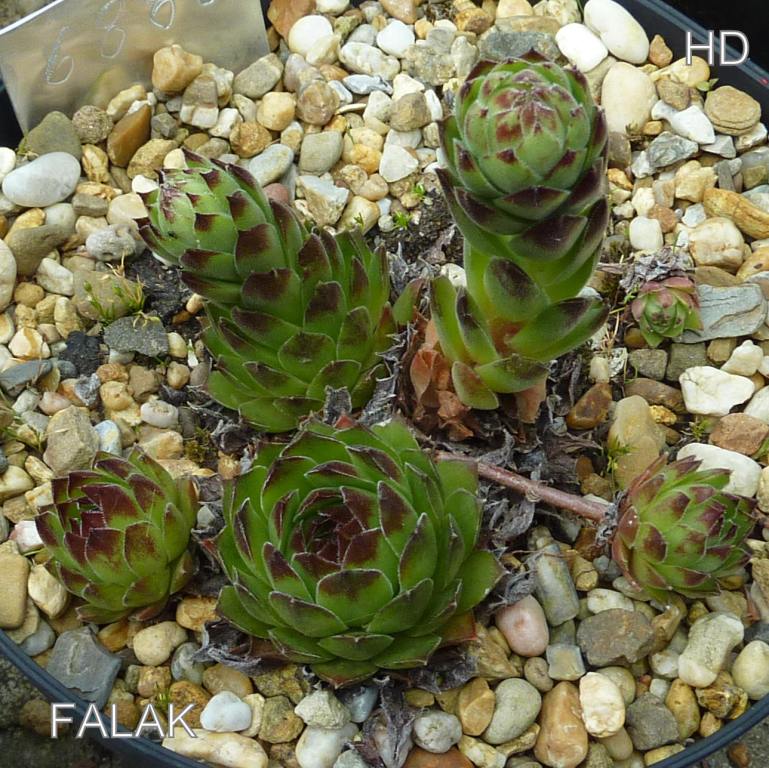Falak