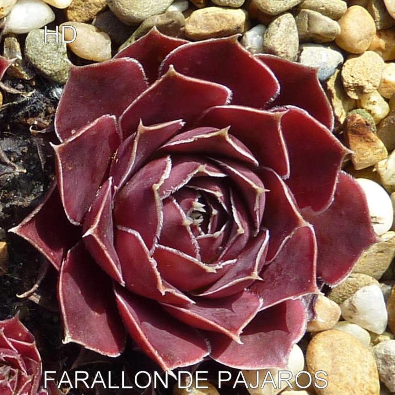 Farallon de Pajaros / Jovi