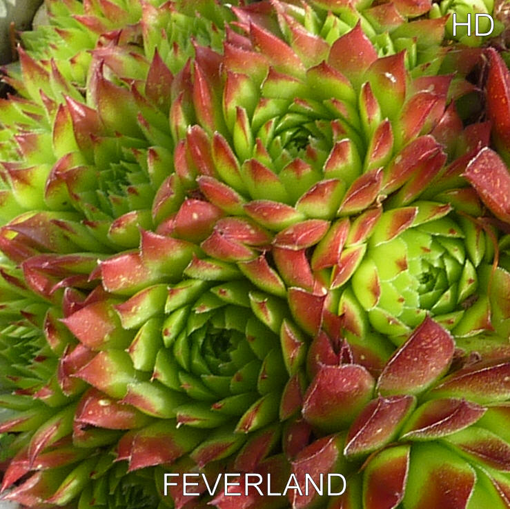 Feverland / Jovi
