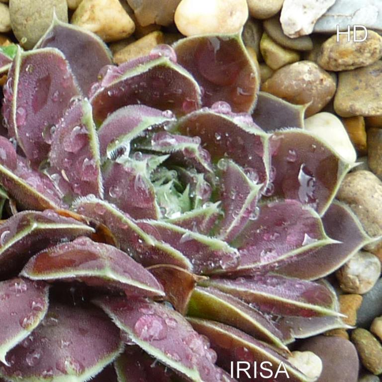 Irisa / Jovi