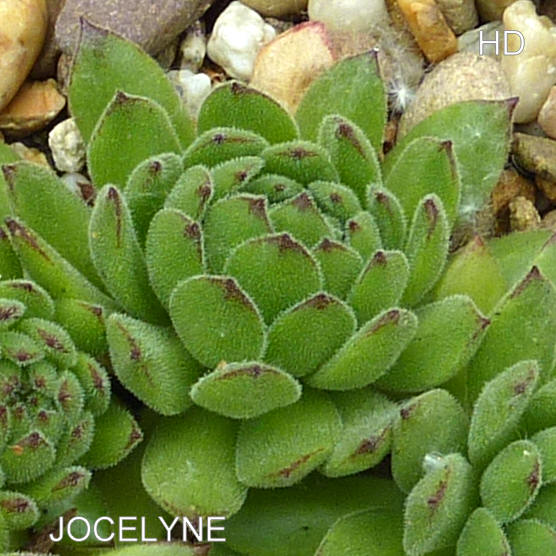 Jocelyne