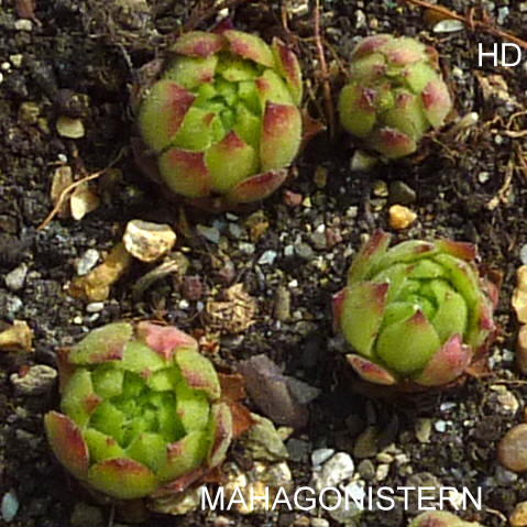 Mahagonistern