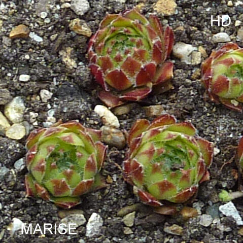 Marise