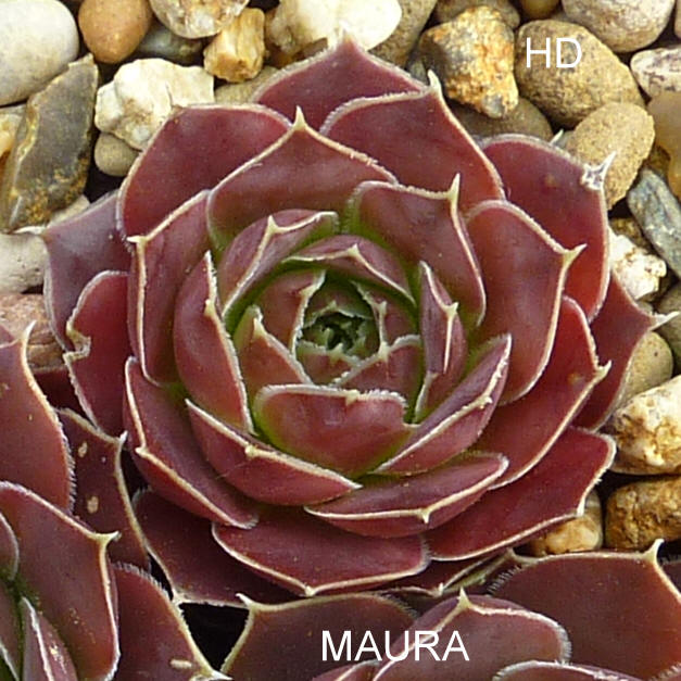 Maura / Jovi