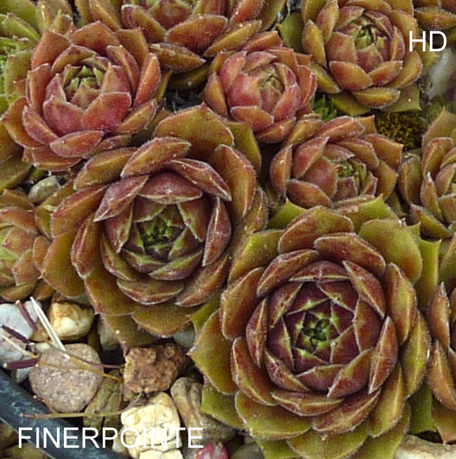 Finerpointe