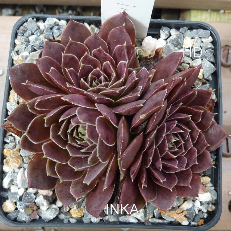 Inka / Jovi