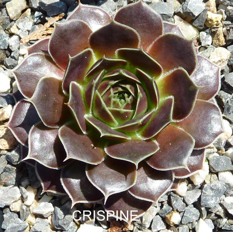 Crispine / Jovi