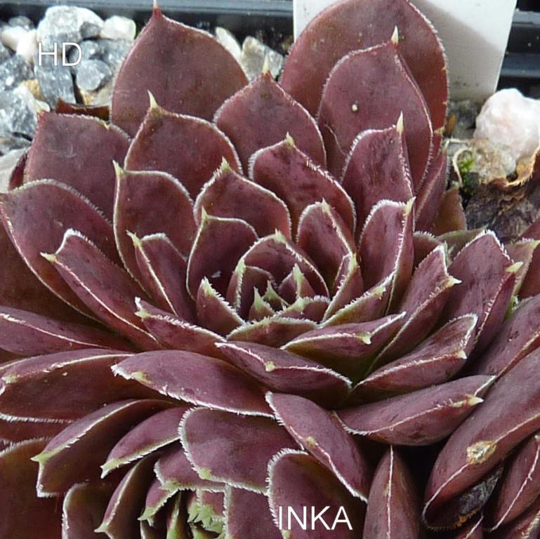 Inka / Jovi